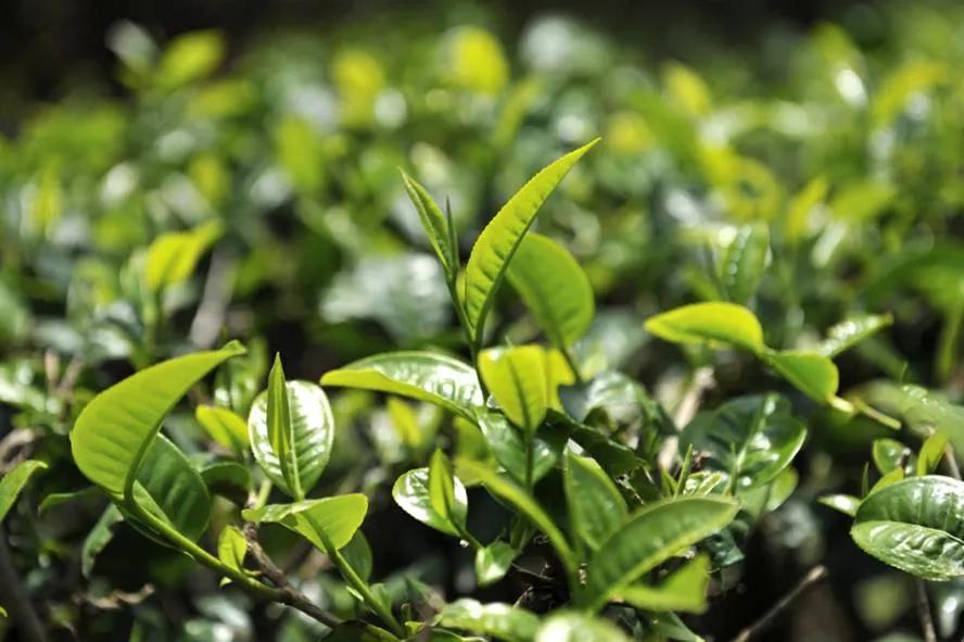 Tea tree varieties - YUYUN
